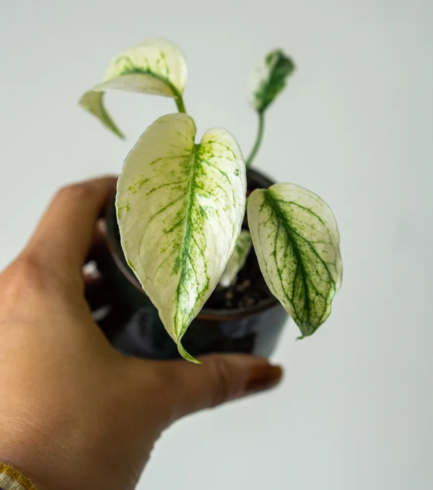 Baby Monstera Deliciosa Mint