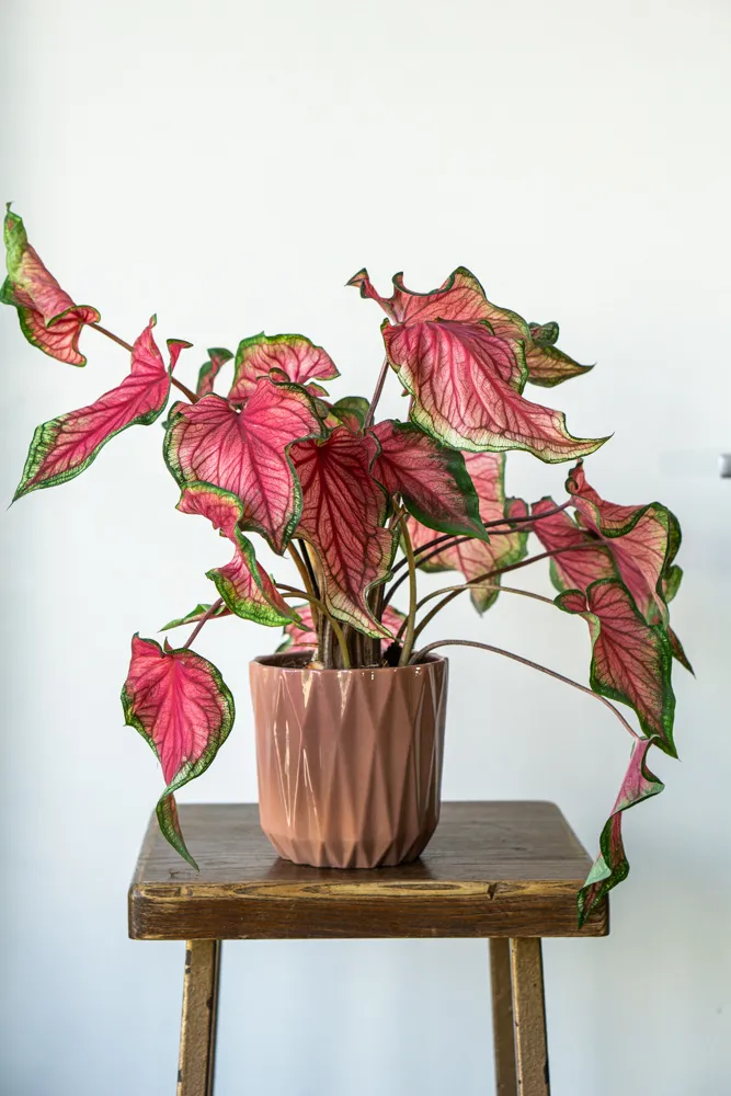 Caladium Sweetheart