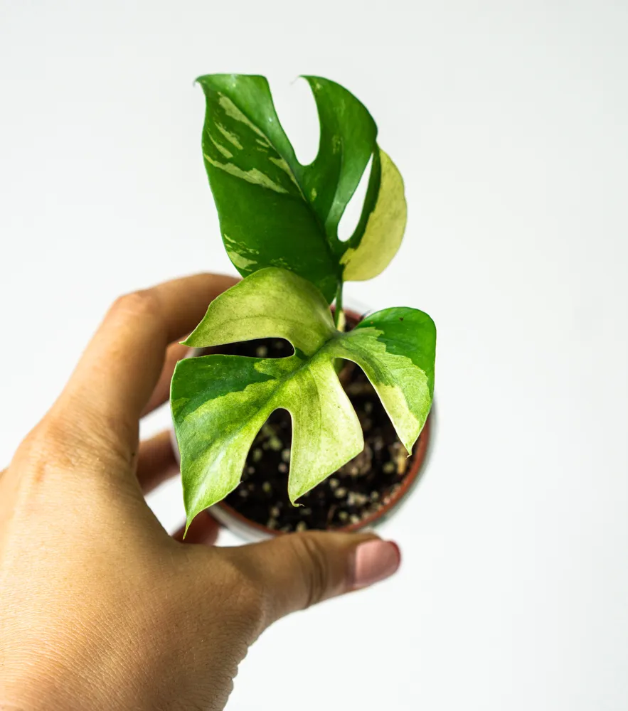 Baby Rhaphidophora Tetrasperma variegata