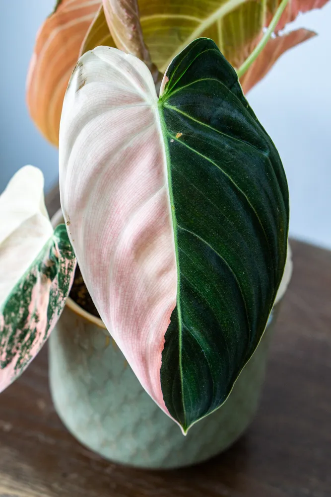 🦄✨ Philodendron Melanochrysum variegata (unicorn) - (02)