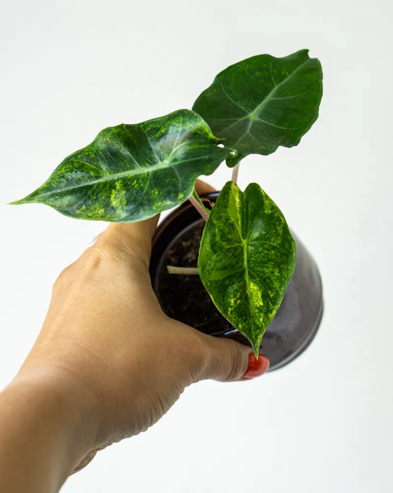 Baby Alocasia Nairobi Nights Aurea 👑