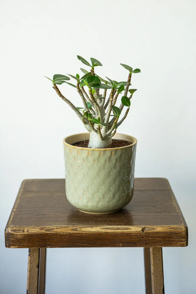 Adenium ansu Baobab – Púštna ruža
