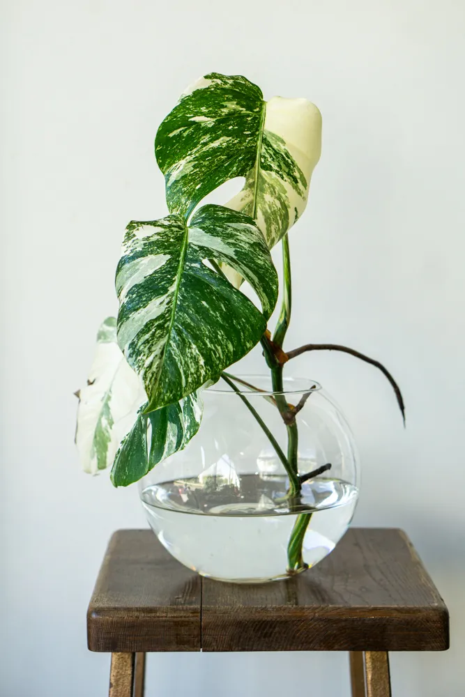 ADOPCIA: Monstera albo Malvína (1)