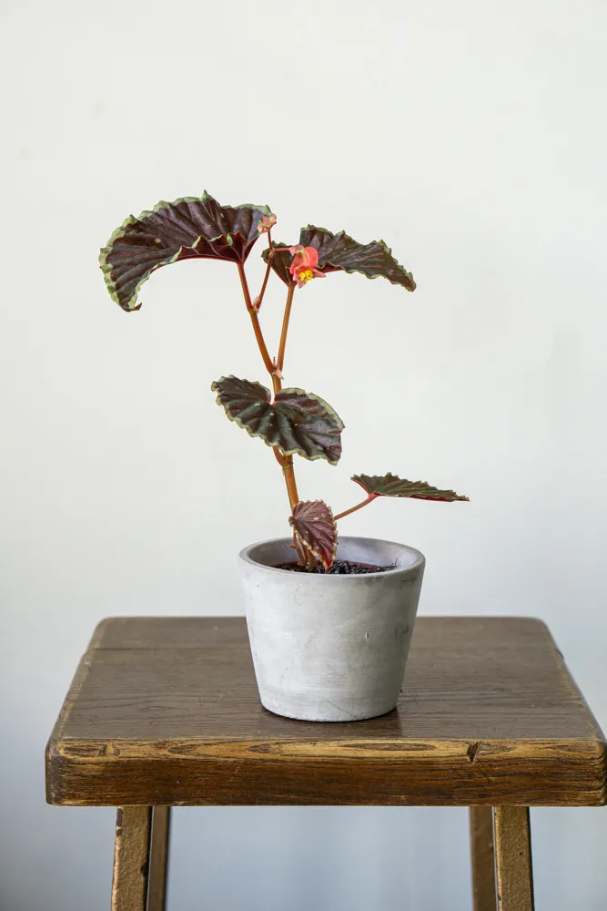 Begonia darthvaderiana Green Spot