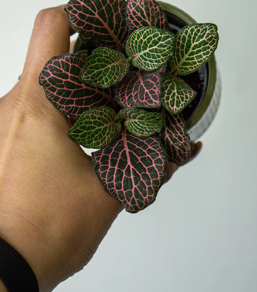 Fitónia "Pink Vein" -mini