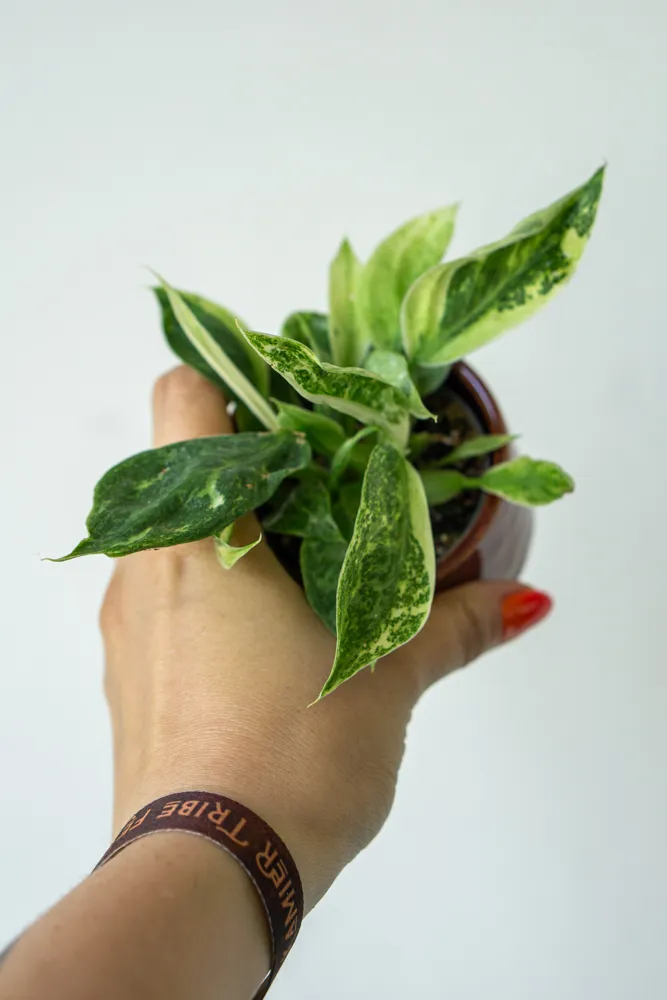 Baby Philodendron Jose Buono