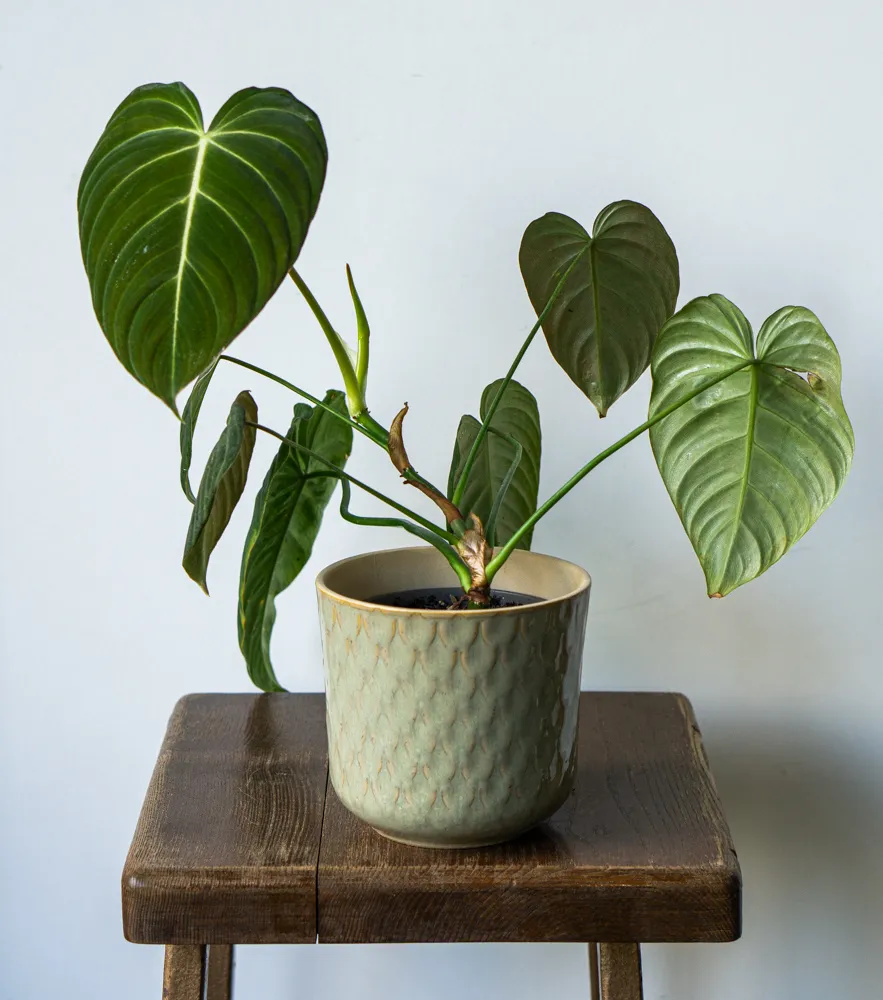 Philodendron Glorious