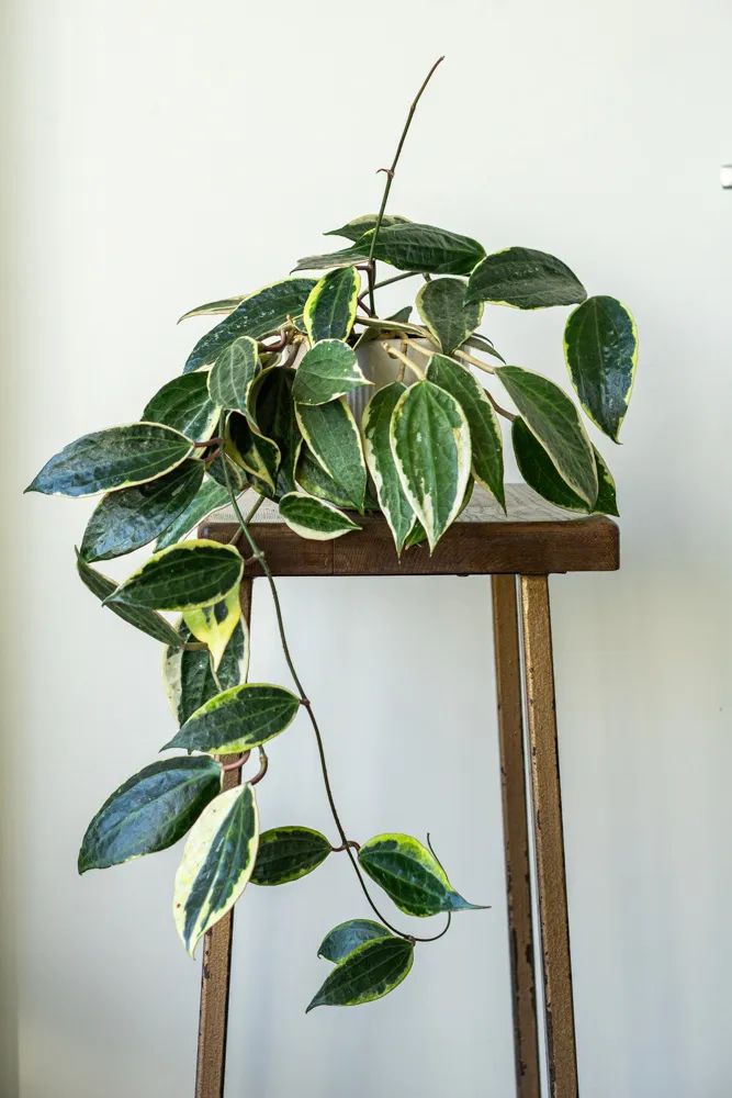Hoya Macrophylla variegata XL