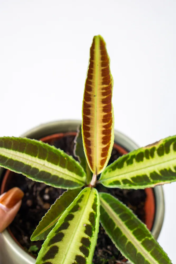 Labisia sp. 'Jabi Sunrise'