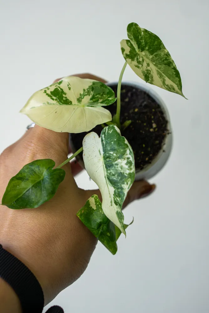 Alocasia gageana albo variegata