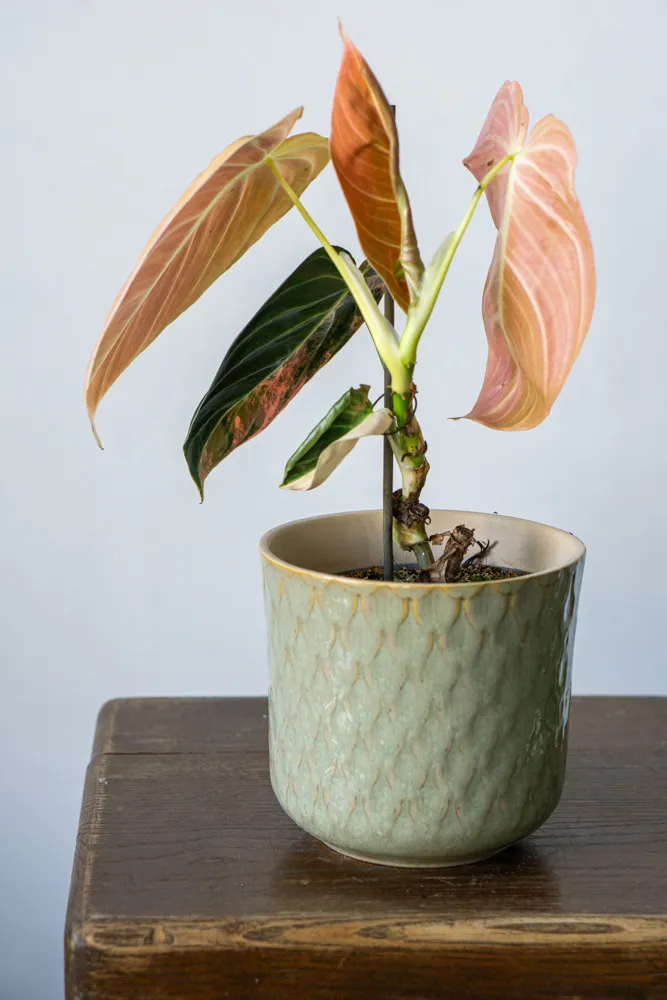 🦄✨ Philodendron Melanochrysum variegata (unicorn) - (01)