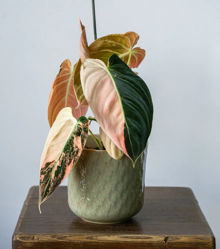 🦄✨ Philodendron Melanochrysum variegata (unicorn) - (02)