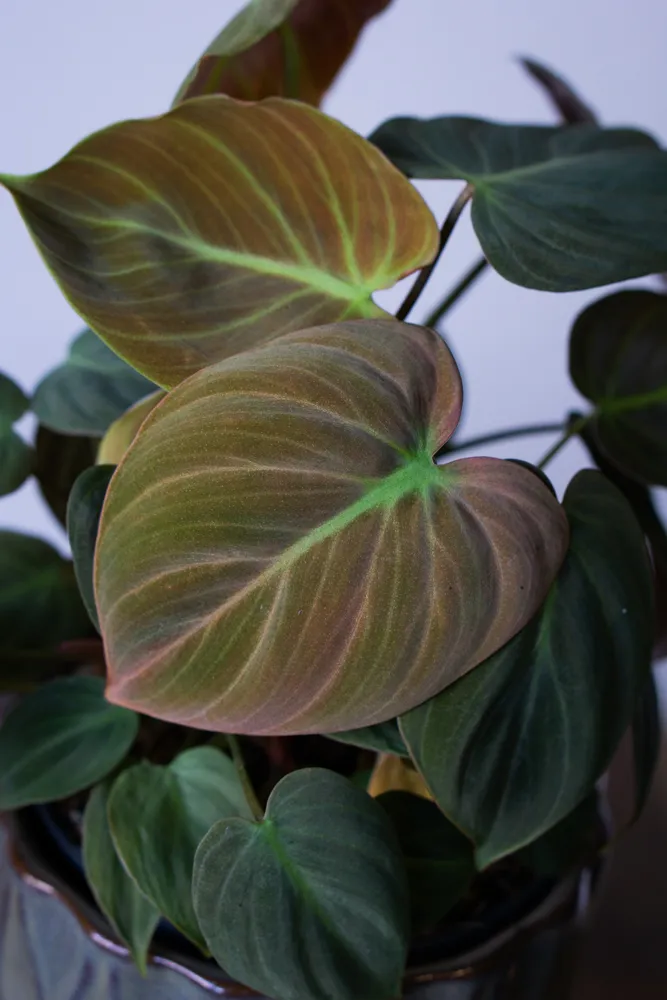 Philodendron El Choco red /rubrijuvenile