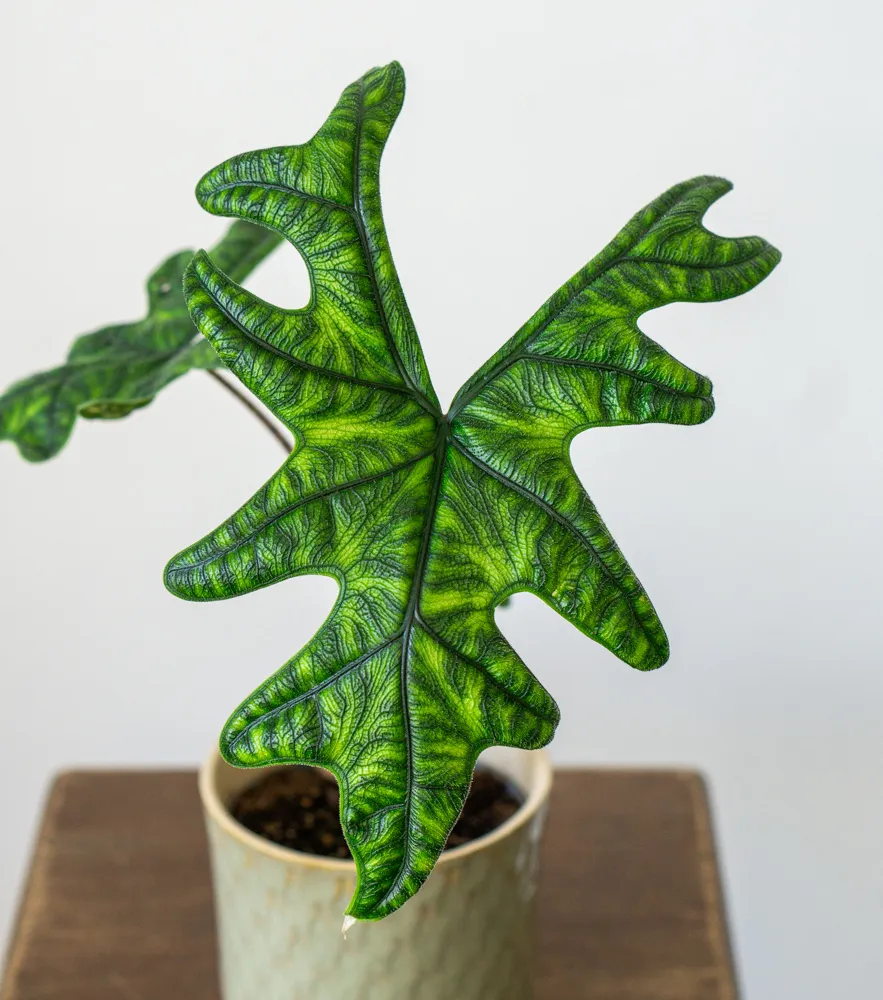 Alocasia Jacklyn