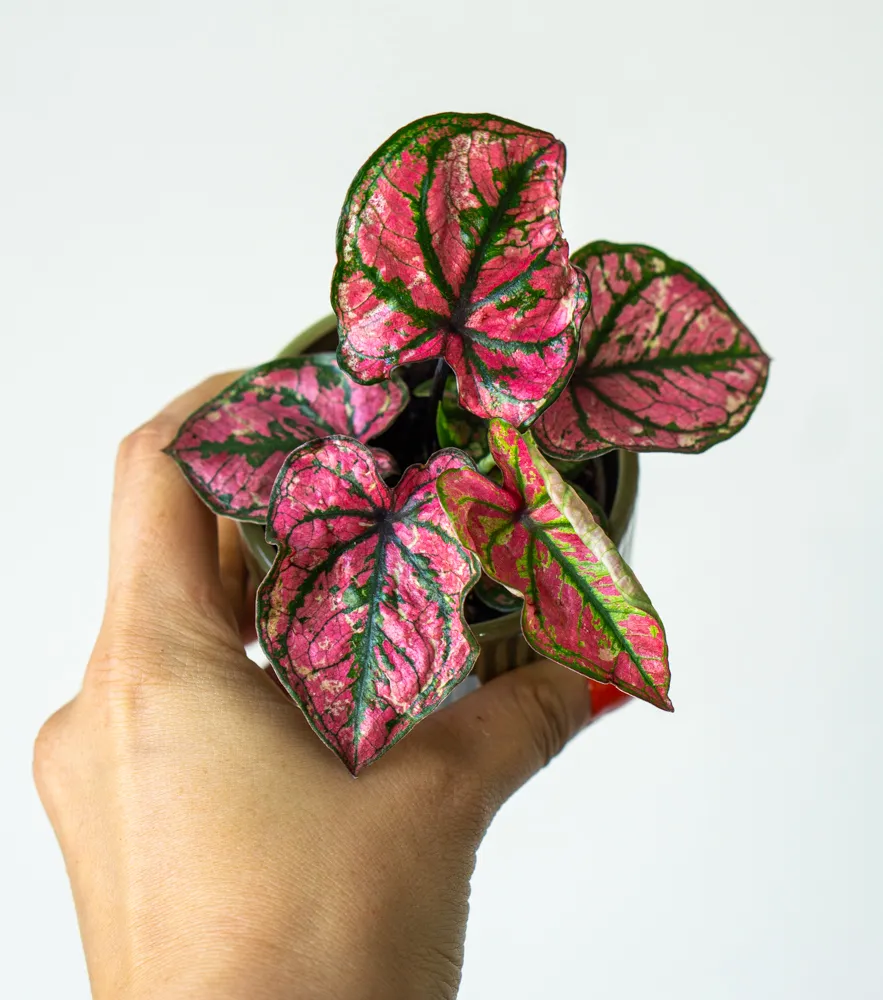 Baby Caladium 'Purple Light'