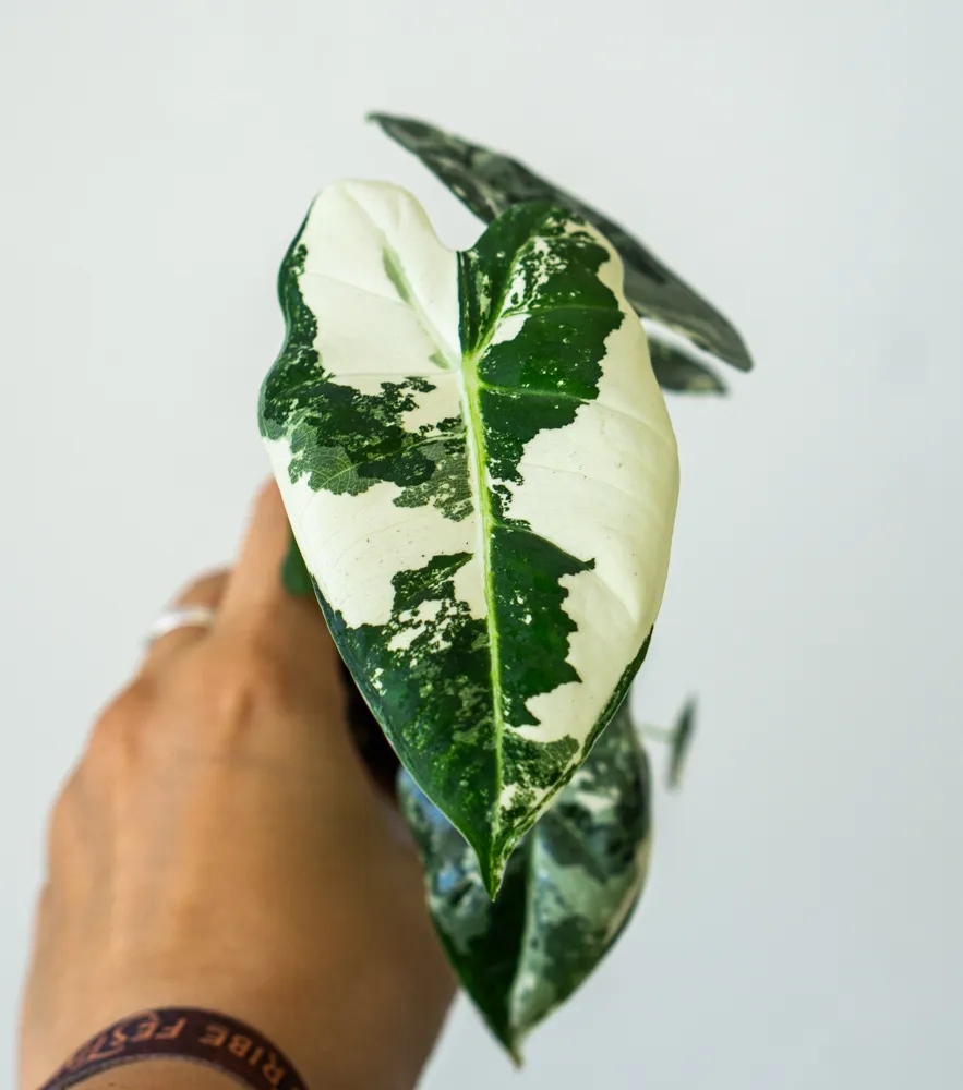 Baby Alocasia Micholitziana Frydek variegata (náhodný kus)