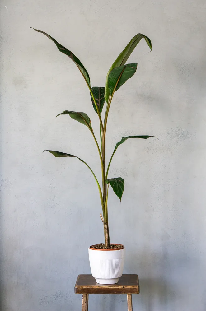 XXL Musa Nono Pink Variegata - Ružový banánovník (LEN OSOBNÝ ODBER)