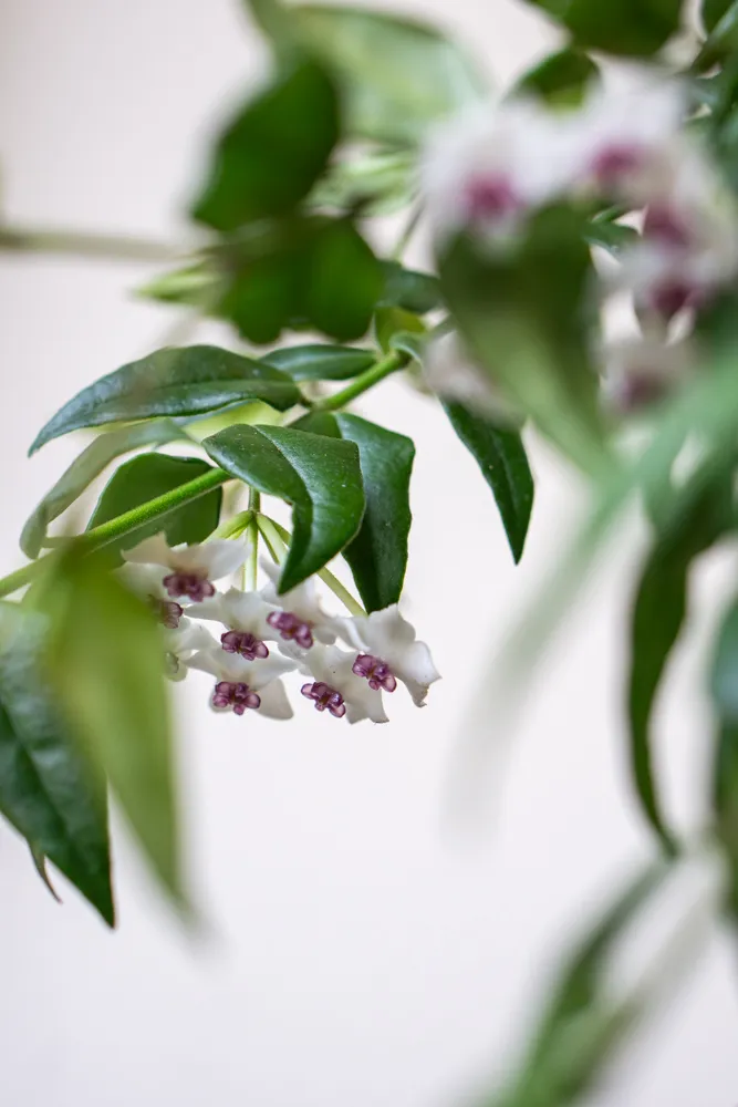 Hoya Bella (niektoré kvitnú)