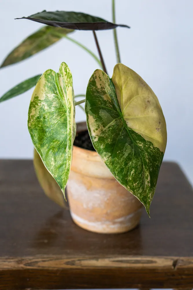 Alocasia Wentii Aurea variegata