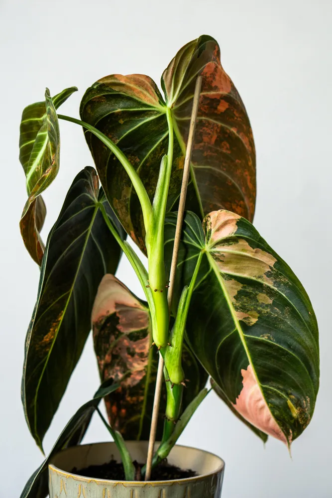 🦄✨ Philodendron Melanochrysum variegata (unicorn) - (04)