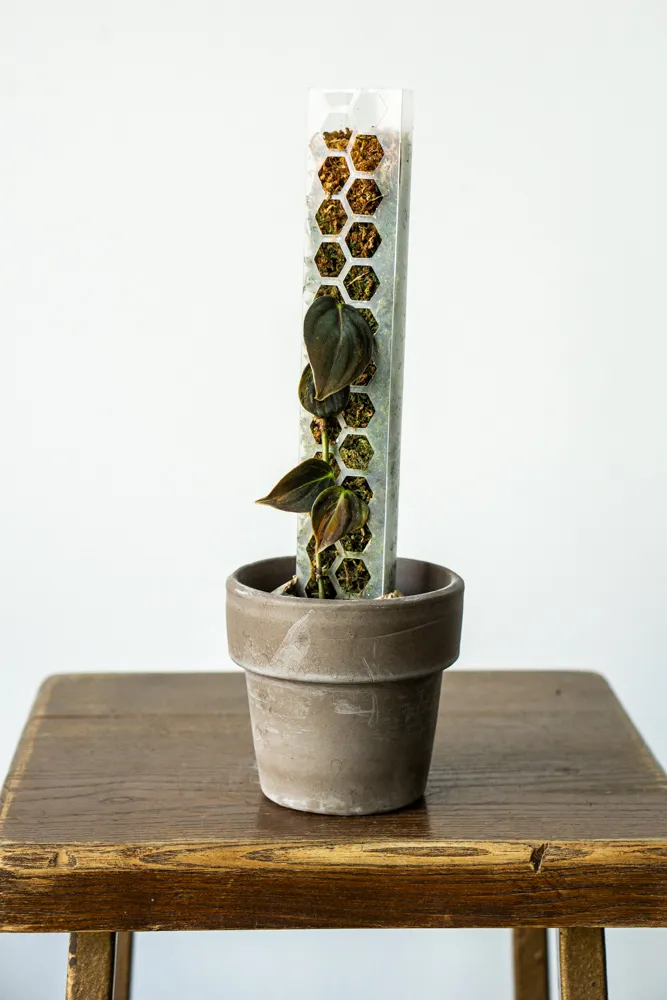 Philodendron Micans variegatum na tyči
