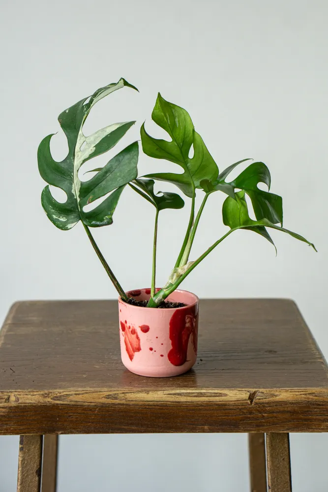 Baby Rhaphidophora Tetrasperma variegata 