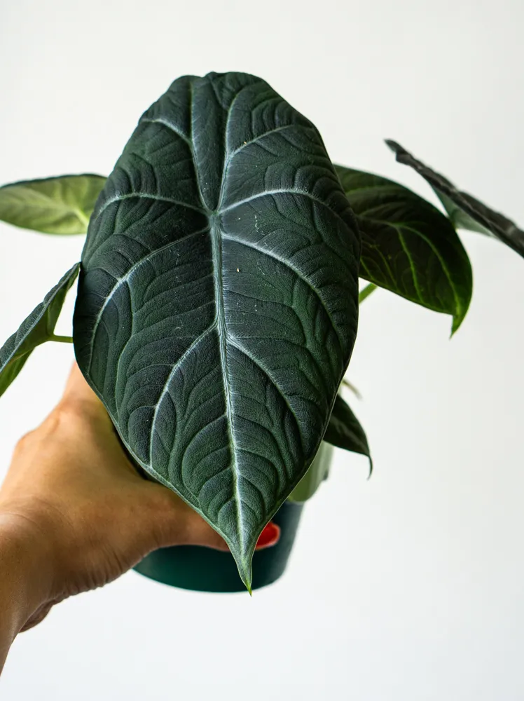 Alocasia Maharani
