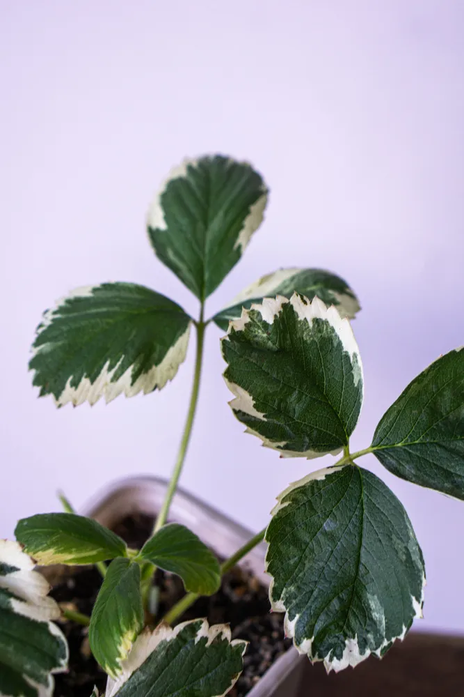 Fragaria x ananassa 'Variegata' - Panašovaná jahoda