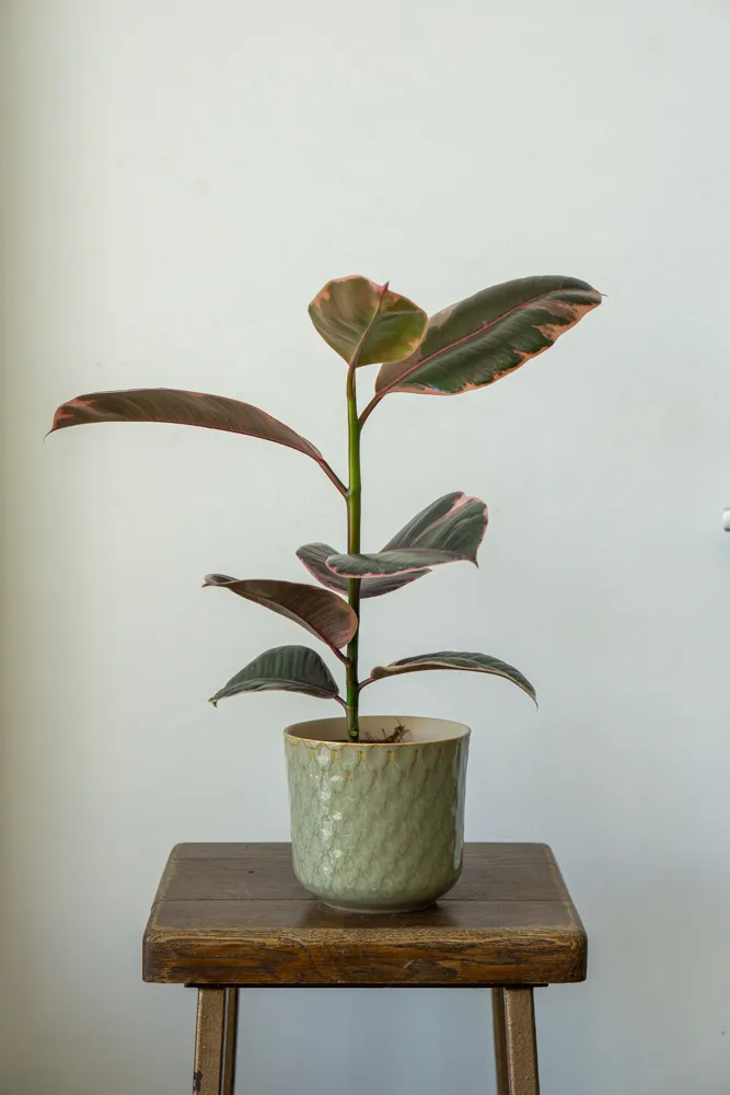 Ficus Elastica Belize