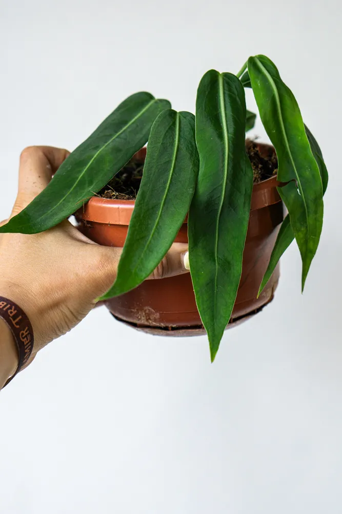Anthurium Pallidiflorum