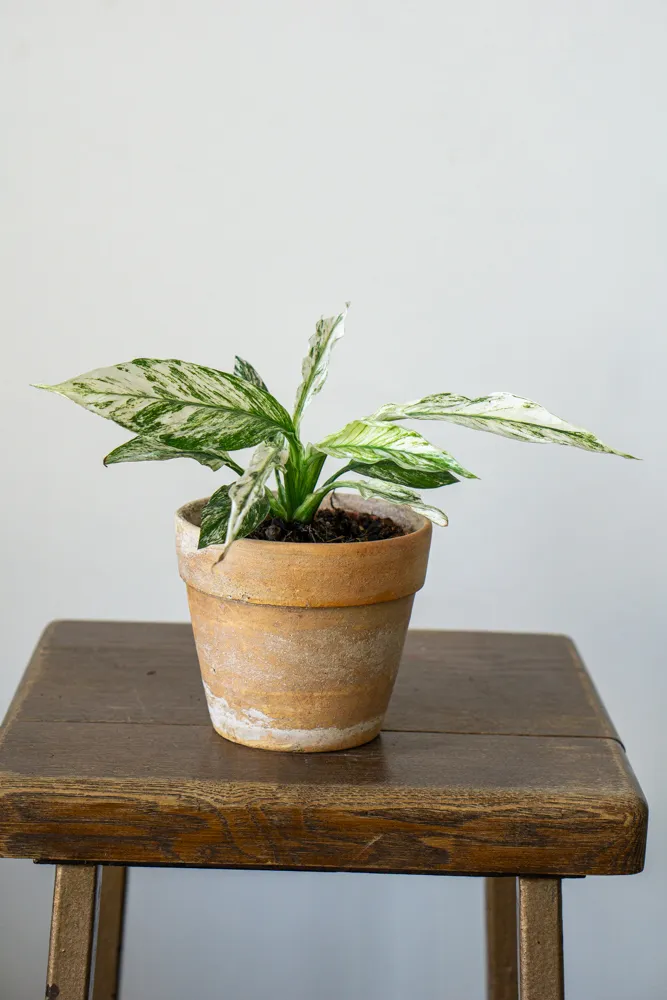 Spathiphyllum Sensation White