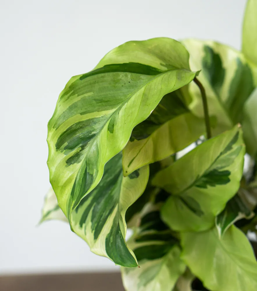Baby Calathea Fusion Yellow