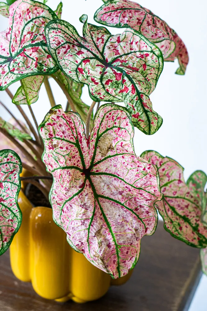 Caladium Splash of Wine