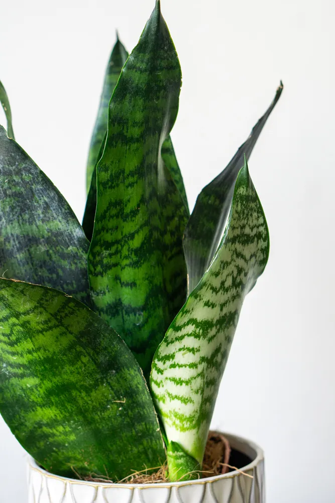 Sansevieria Trifasciata