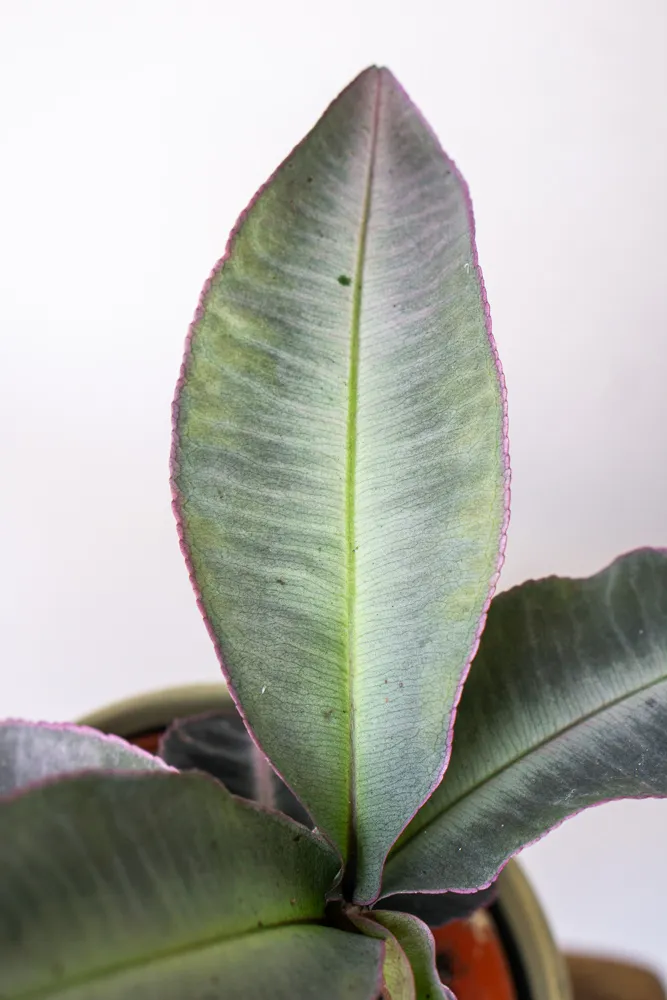 Labisia pumila / Kacip Fatimah