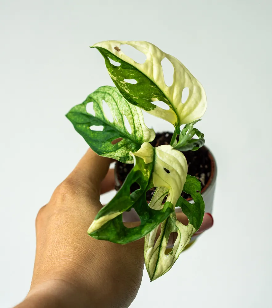 Baby Monstera adansonii variegata (Bomba cena!)