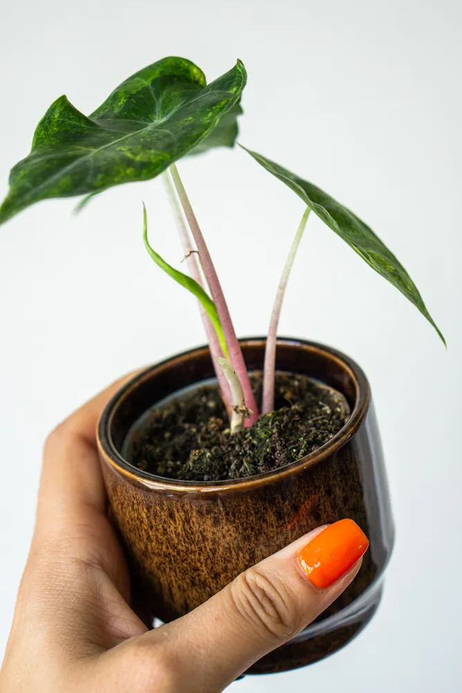 Baby Alocasia Nairobi Nights Aurea 👑