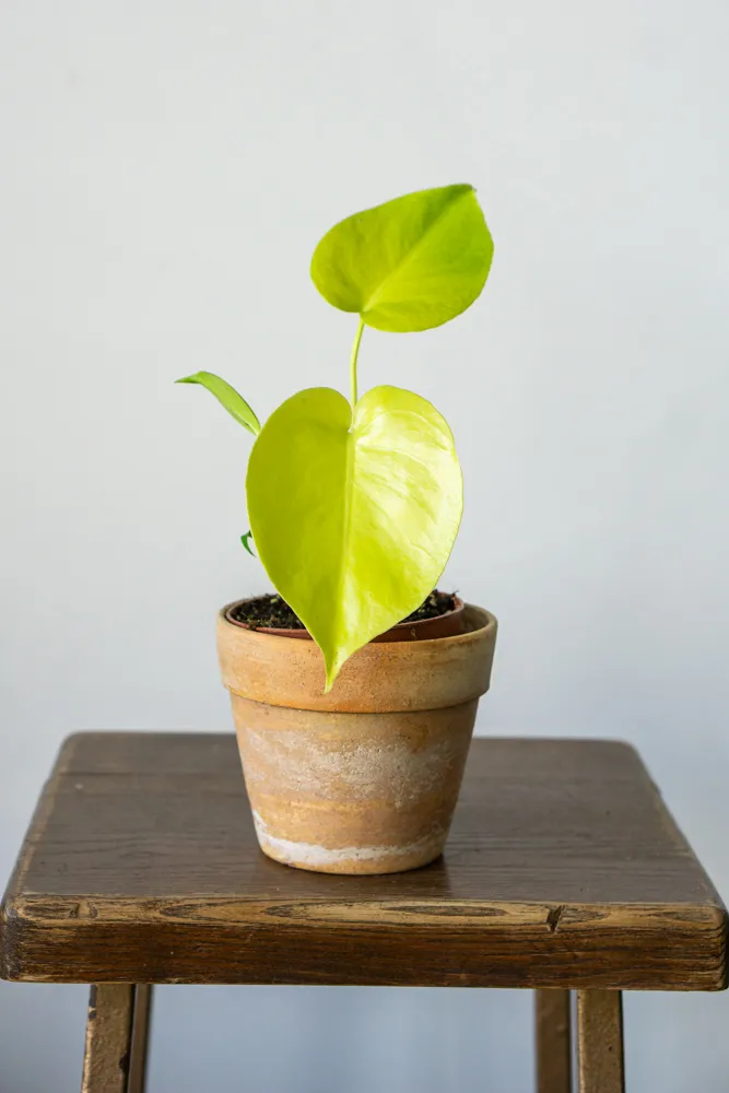 Monstera Deliciosa Lemon Lime 🍋