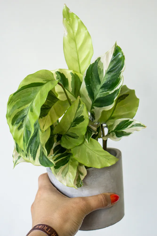 Baby Calathea Fusion Yellow