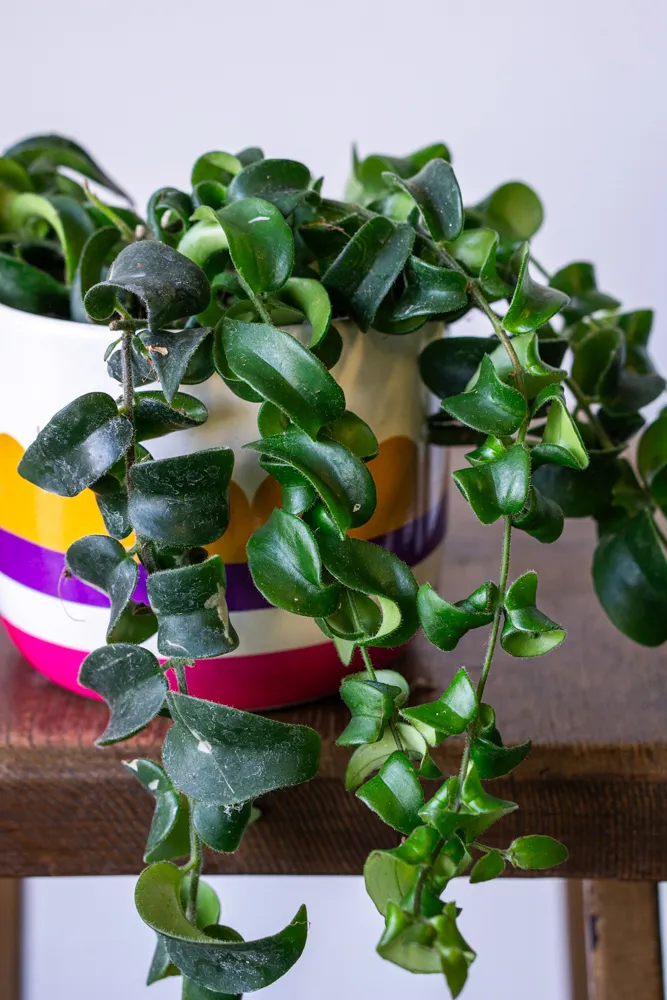 Aeschynanthus radicans "Rasta"
