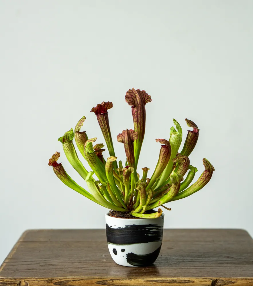 Sarracenia purpurea 'Fiona' - mäsožravka