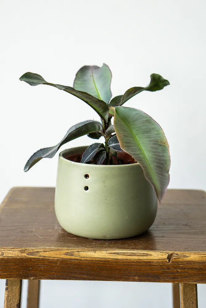 Labisia pumila / Kacip Fatimah