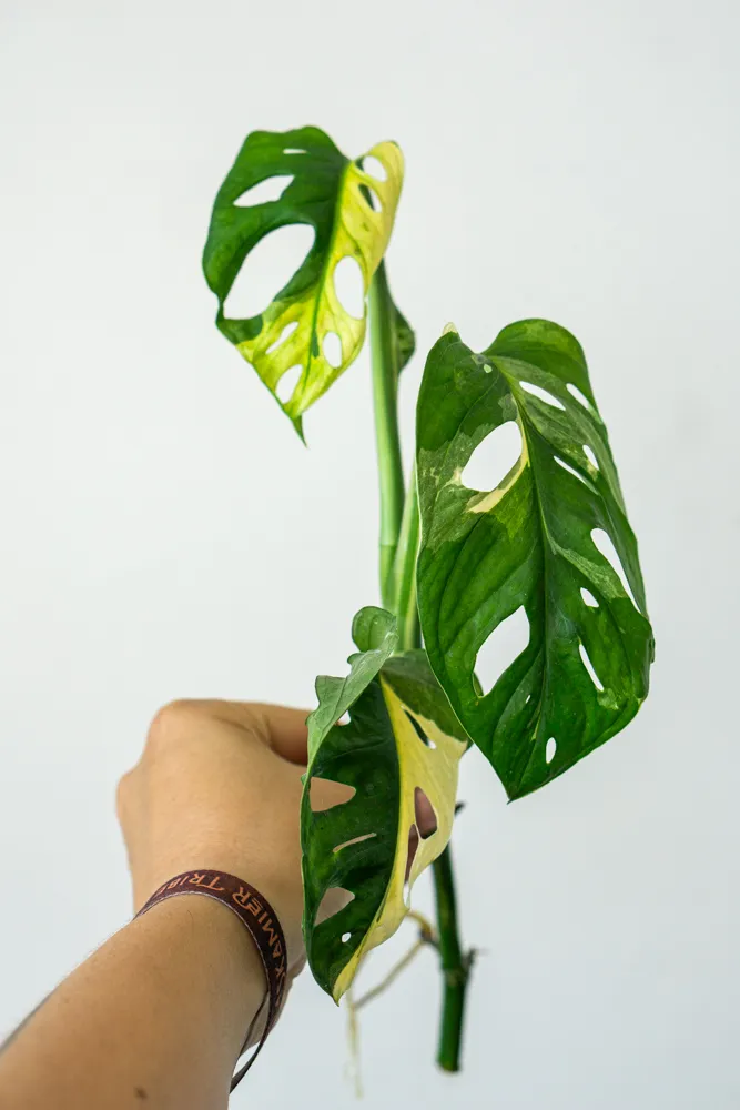 Odrezok Monstera adansonii variegata