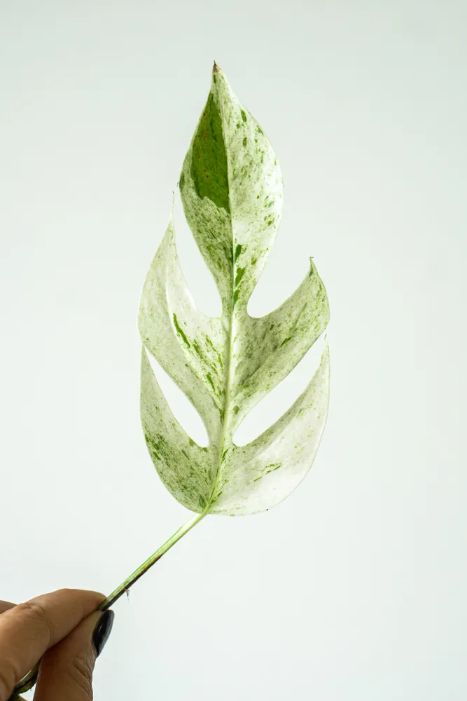 Epipremnum pinnatum "Marble"