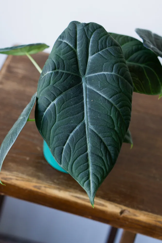 Alocasia Maharani