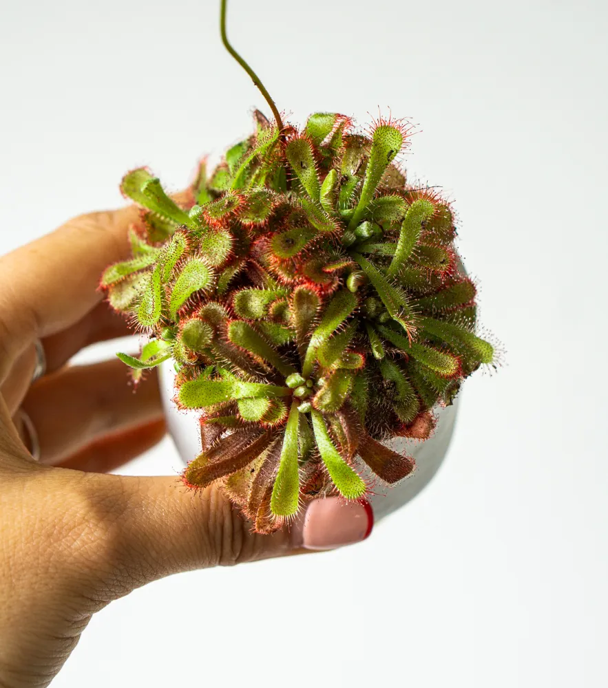 Baby Drosera Broomensis - Rosička