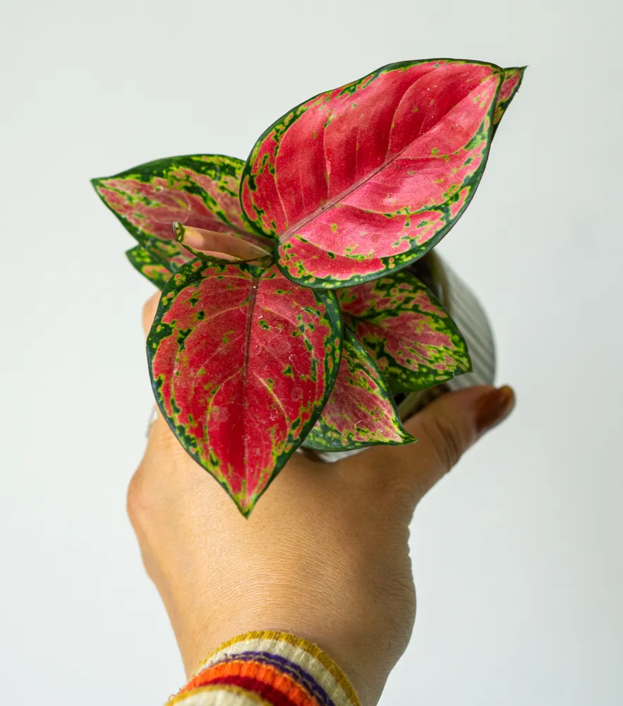 Baby Aglaonema Cherry