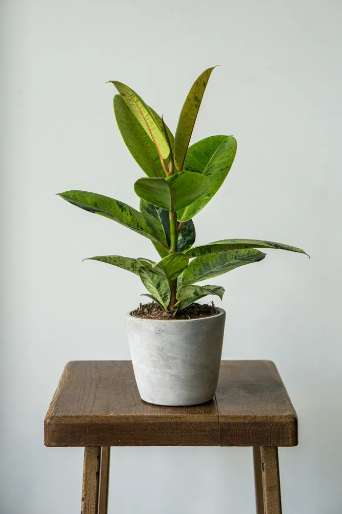 Ficus Shivereana "Moonshine"