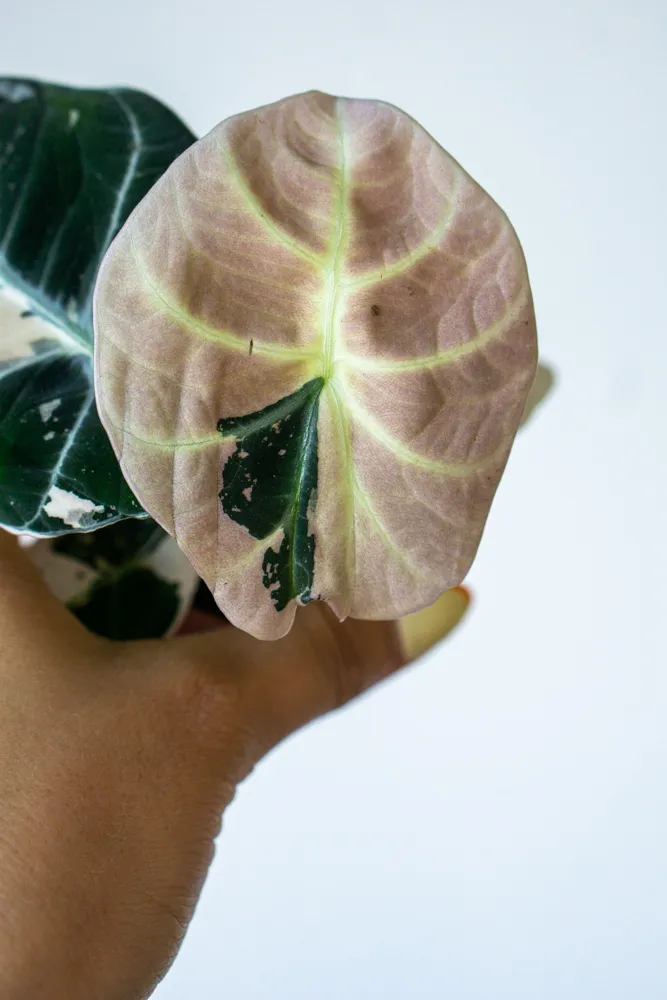 Baby Alocasia Black Velvet Pink varegata