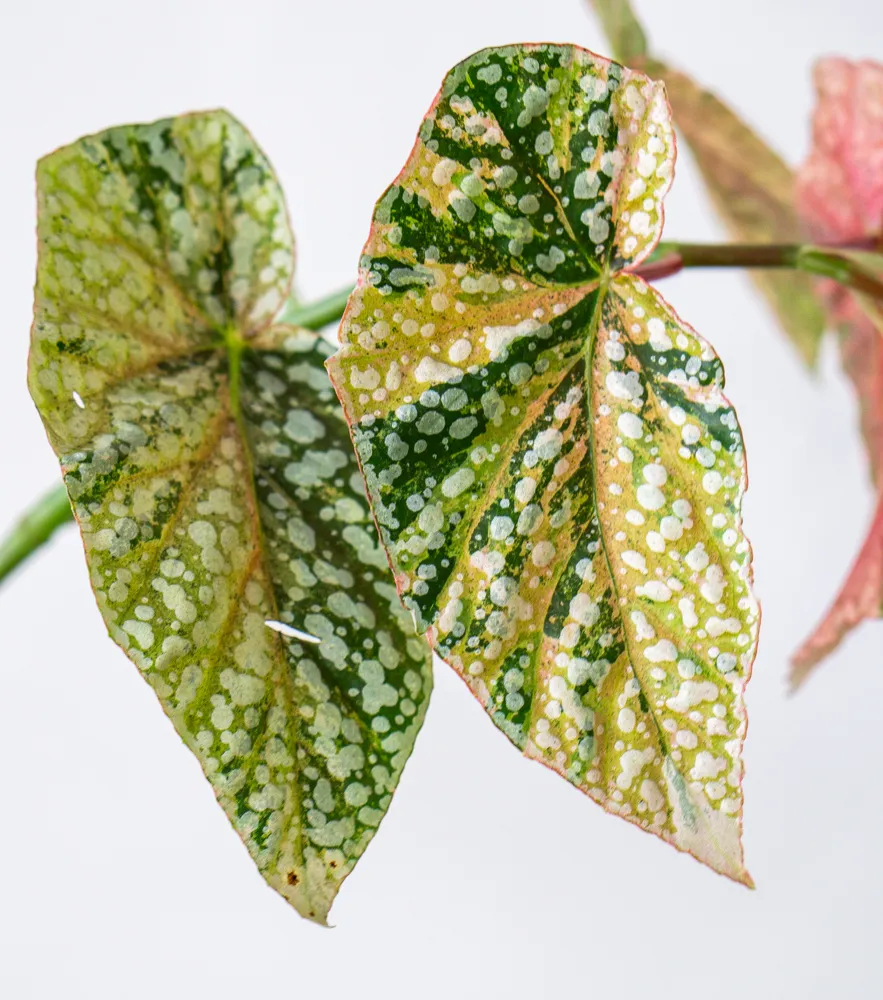 Begonia 'Snowcap' Variegata (unicorn)